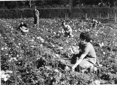 Photograph - Black and white print, Students Under Instruction in the Orchard Area, 1944-1945