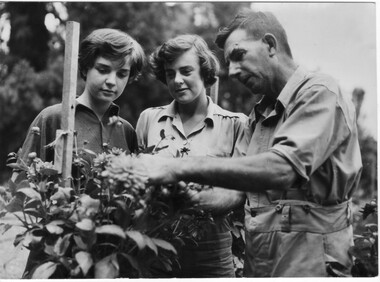 Photograph - Black and white print, Examining Dahlia Flowers, c. 1951
