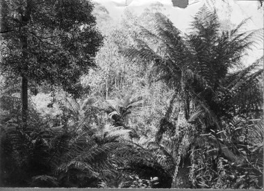 Photograph - Sepia print, Victorian Rainforest View