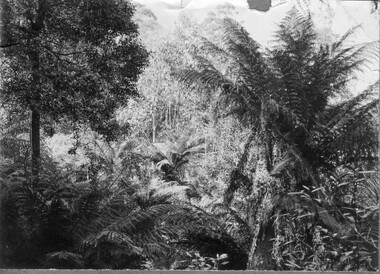 Photograph - Black and white print, Victorian Rainforest View, Unknown