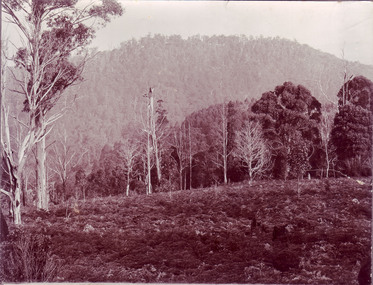 Photograph - Sepia print, Rural View, Unknown