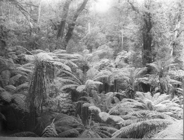 Photograph - Black and white print, Victorian Rainforest View, Unknown