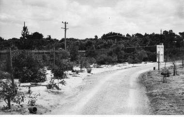 Photograph - Black and white print, Glen Wilson, Australian Native Plants Under Mulch, Unknown