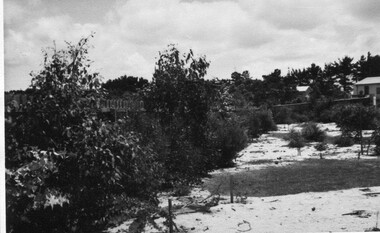 Photograph - Black and white print, Glen Wilson, Natives, 15 Months After Planting at Merricks