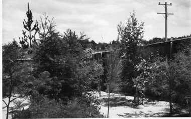 Photograph - Black and white print, Glen Wilson, Native Plants Growing in Sawdust Mulch, Unknown