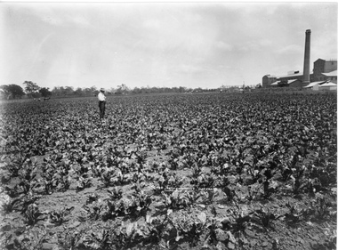 Photograph - Black and white print, H.B. Hammond Photo, A Crop of Sugar Beet. Maffra, Unknown
