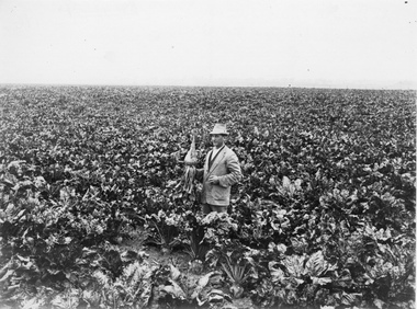 Photograph - Black and white print, H.B. Hammond Photo, A Splendid Crop of Mature Sugar Beet