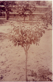 Photograph - Sepia print, A.E. Bennett, Young Apple Tree, 1894-1990