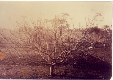 Photograph - Colour print, A.E. Bennett, Fruit Tree in Winter, 1894-1990