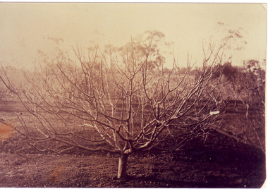 Photograph - Sepia print, A.E. Bennett, Fruit Tree in Winter, 1894-1990