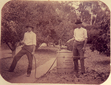 Photograph - Sepia print, A.E. Bennett, Spraying in the Orchard, 1894-1990
