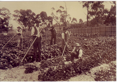 Photograph - Sepia print, A.E. Bennett, Students Hoeing Crops, 1894-1990