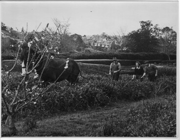 Photograph - Black and white print, Ploughing in Cover Crop, 1949