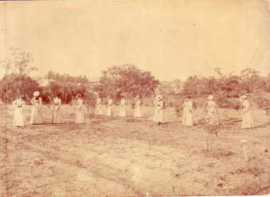 Photograph - Black and white and sepia prints, Department of Agriculture, Cultivating Field Crops, 1900-1901