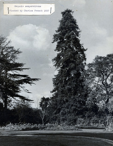 Photograph - Black and white print, Sequoia sempervirens