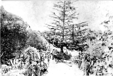 Photograph - Black and white print, Melbourne Herbarium, Planting a Large Tree in the Royal Botanic Gardens, Unknown