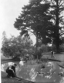 Photograph - Black and white print, Information Branch Victorian Department of Agriculture, Gardeners Working Beside the Lily Ponds, 1981