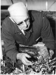 Photograph - Black and white print, Publicity Branch Victorian Department of Agriculture, Jack Plumridge, 1964