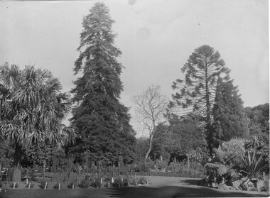 Photograph - Black and white print, Trees, 1919