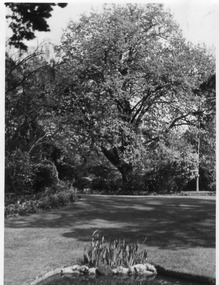 Photograph - Black and white print, Oak Tree, 1947