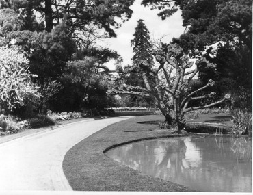 Photograph - Black and white print, Driveway to Principal's Residence, 1947