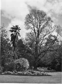 Photograph - Black and white print, Elm Tree, 1947