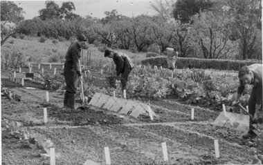 Photograph - Black and white print, A.P. Winzenried, Students Working in Vegetable Plots, 1950-1960