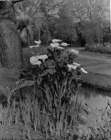 Photograph - Black and white print, Garden View