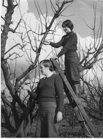 Photograph - Black and white print, The Herald & Weekly Times Ltd. Melbourne, Students Pruning, 1955