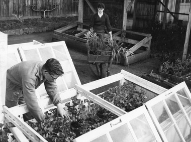 Photograph - Black and white print, Publicity Branch Victorian Department of Agriculture, Students Working Outside Shade House, c. 1960