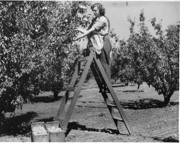 Photograph - Black and white print, Athol Shmith Studio Illustrative Photograhy, Student Picking Pears, c. 1946