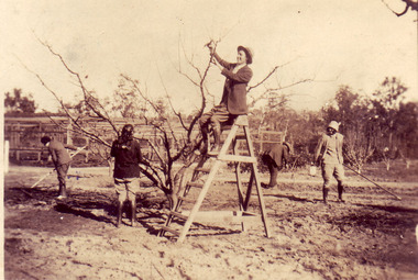Photograph - Black and white and sepia prints, Pruning in the Orchard, 1929