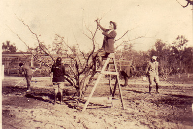 Photograph - Black and white and sepia prints, Carine Williams (nee Wettenhall) et al, Pruning in the Orchard, 1929