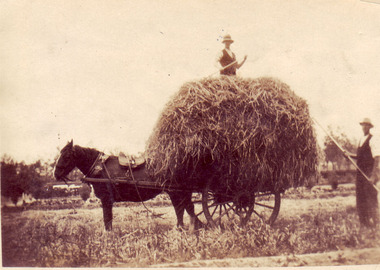 Photograph - Sepia print, Collecting Hay, 1929