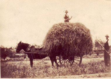 Photograph - Sepia print, Carine Williams (nee Wettenhall), Collecting Hay, 1929