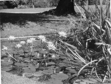 Photograph - Black and white print, Helen Dudley, Lily Pond, 1944-1945