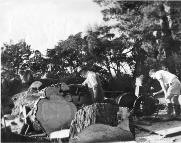 Photograph - Black and white print, Removing the Cypress Tree, 1951