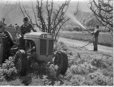 Photograph - Black and white print, Spraying in the Orchard