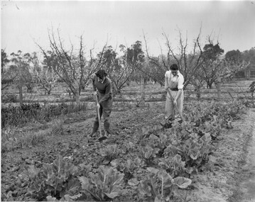 Photograph - Black and white print, Hoeing Cabbages, 1951