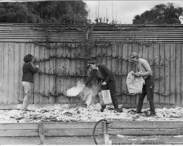 Photograph - Black and white print, Steven Henty, Fertilizing a Fruit Tree, 1941