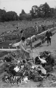 Photograph - Black and white print, The Sun, Students Working in Vegetable Plots, c. 1964