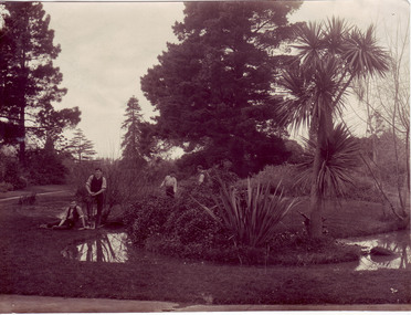 Photograph - Black and white print, Students Working Around Lily Ponds, 1911