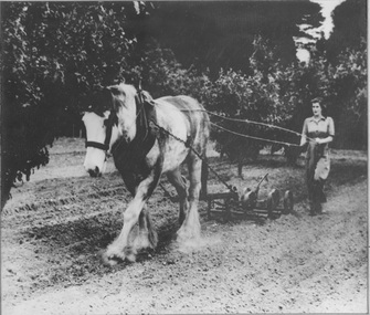 Photograph - Black and white print, Beverley Ferrier Using Horse Drawn Scarifier, 1945-1946