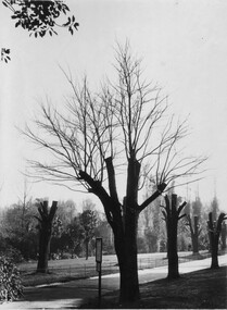 Photograph - Black and white print, Fitzroy Gardens, c. 1920