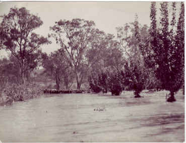 Photograph - Black and white print, Orchard in Flood, 1934