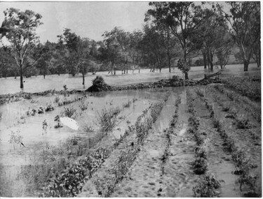 Photograph - Black and white print, Orchard in Flood, 1934