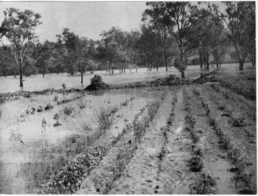 Photograph - Black and white print, Orchard in Flood, 1934