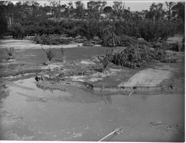 Photograph - Black and white print, Orchard in Flood, 1934