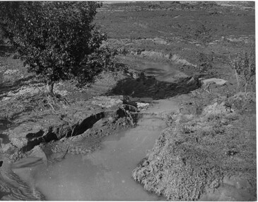 Photograph - Black and white print, Orchard After Flood, 1934