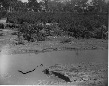 Photograph - Black and white print, Orchard After Flood, 1934